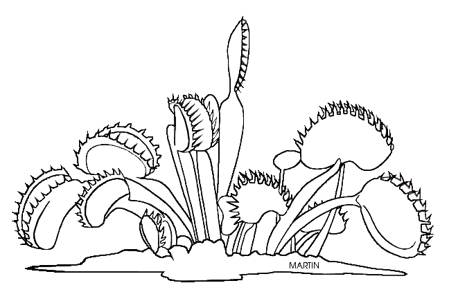 United clip art by phillip martin north carolina state carnivorous plant