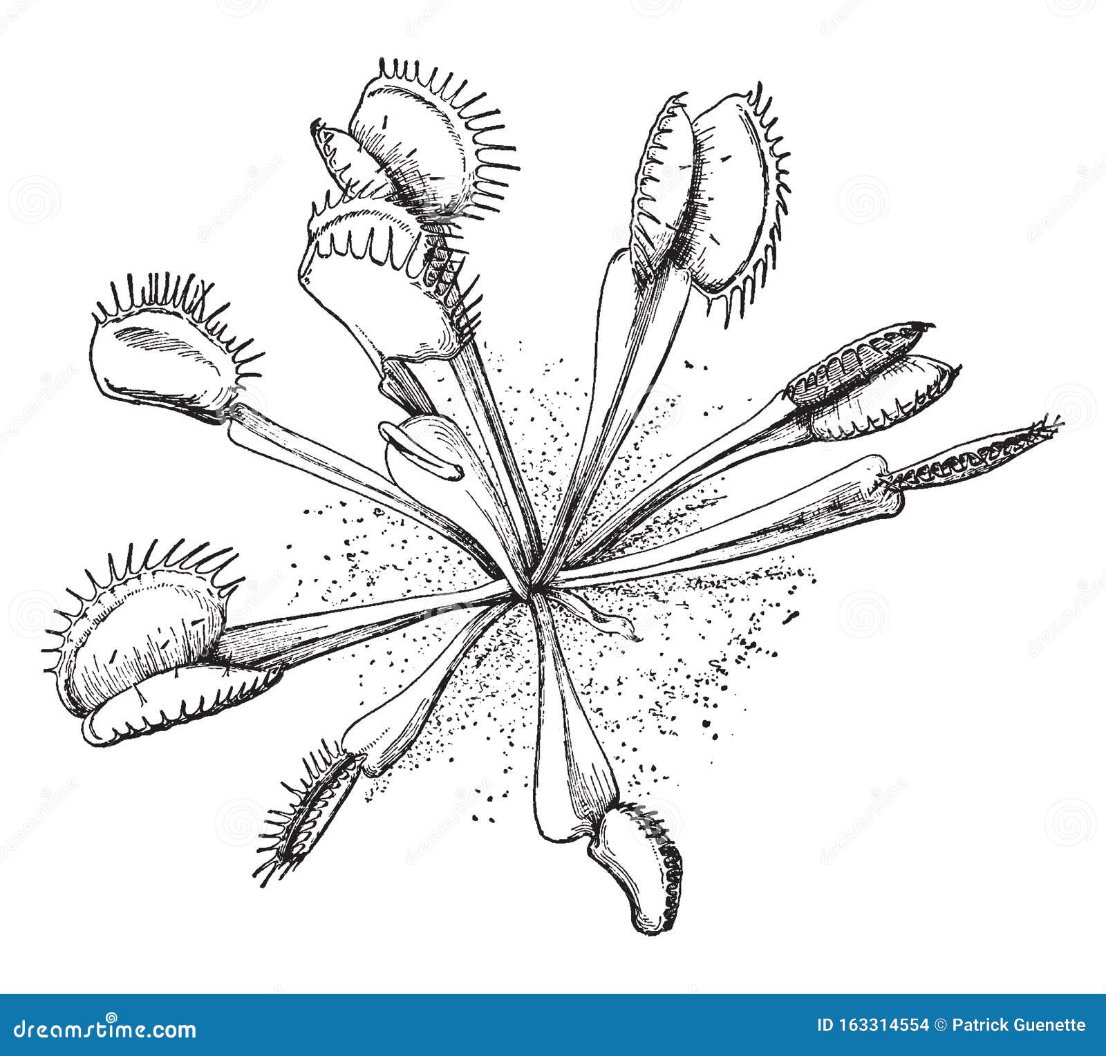 Flytrap plant stock illustrations â flytrap plant stock illustrations vectors clipart