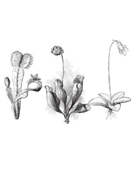 Biology plant adaptations