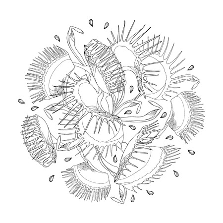 Round position of venus flytrap or dionaea muscipula in black isolated on white background carnivorous tropical plant venus flytrap in contour for botany design or coloring book ù ùùø øªøµù ùù ù