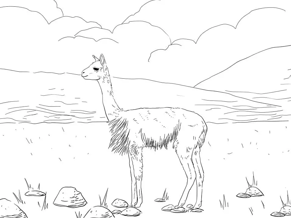 South america vicuna coloring page