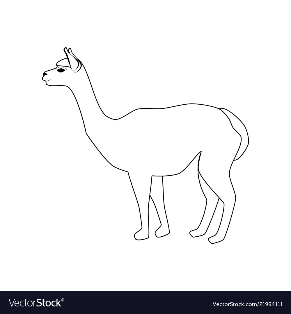 Vicuna animal royalty free vector image