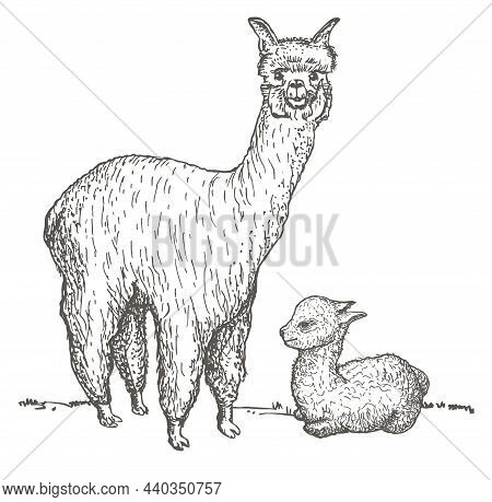 Alpaca her cub sketch vector photo free trial bigstock