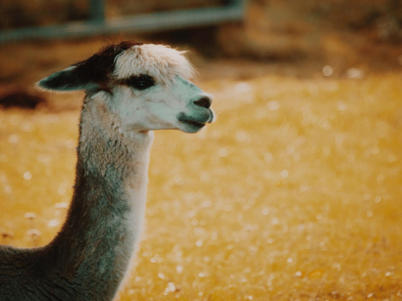 Vicuãa alpaca