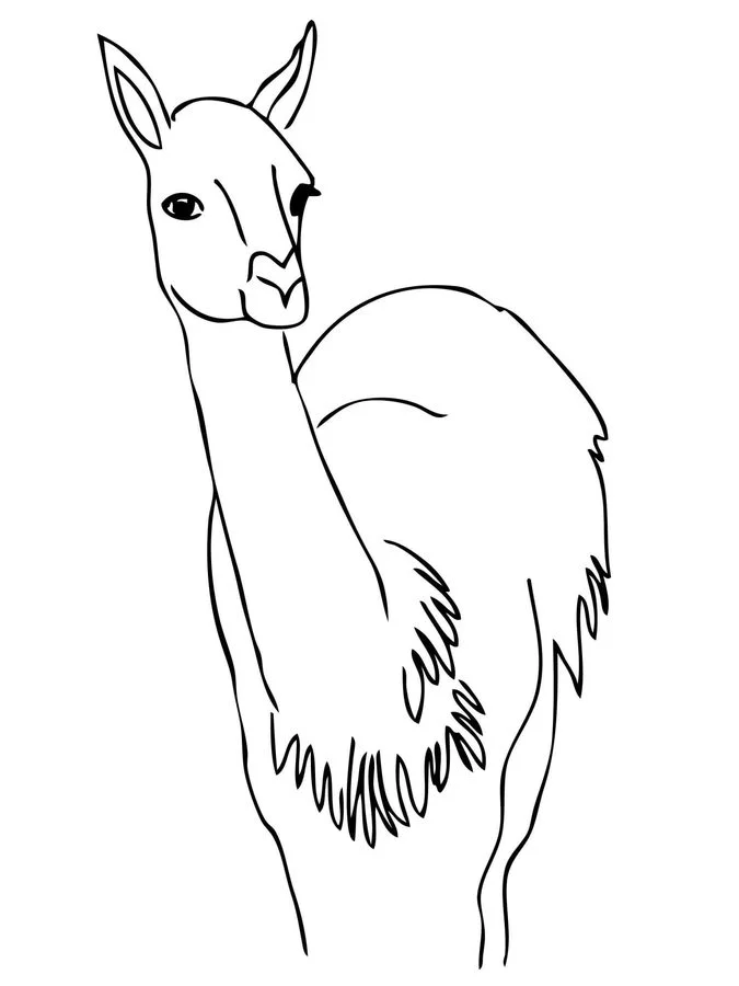 Coloring pages guanaco printable for kids adults free