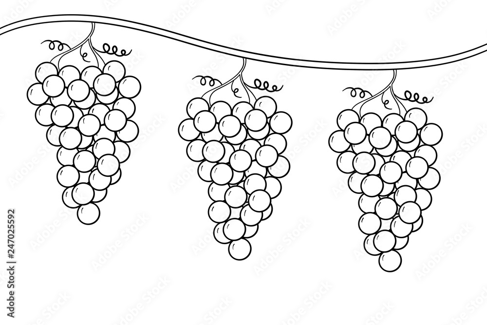 Coloring page of grape bunches on a vine a dream of the cupbearer in the story of jospeh illustration
