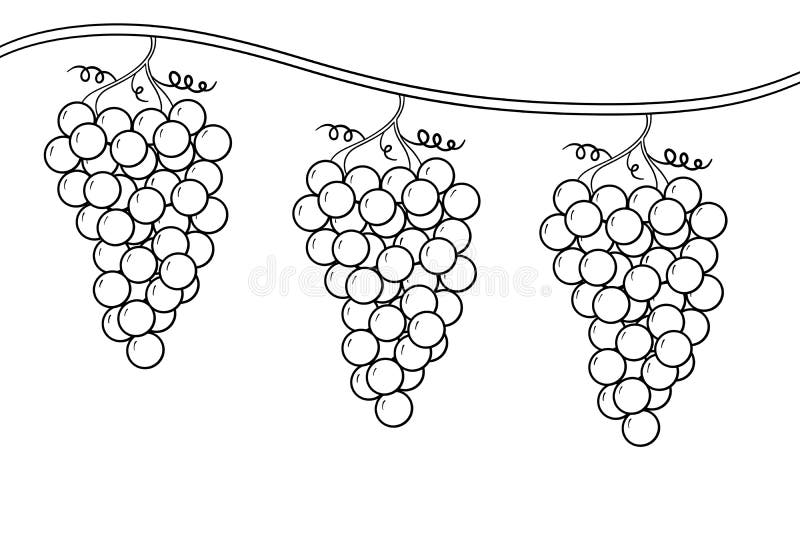 Coloring page of grape bunches on a vine a dream of the cupbearer in the story of jospeh stock illustration