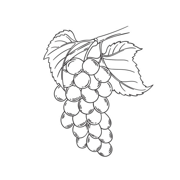 Grape vine vector illustration stock illustration