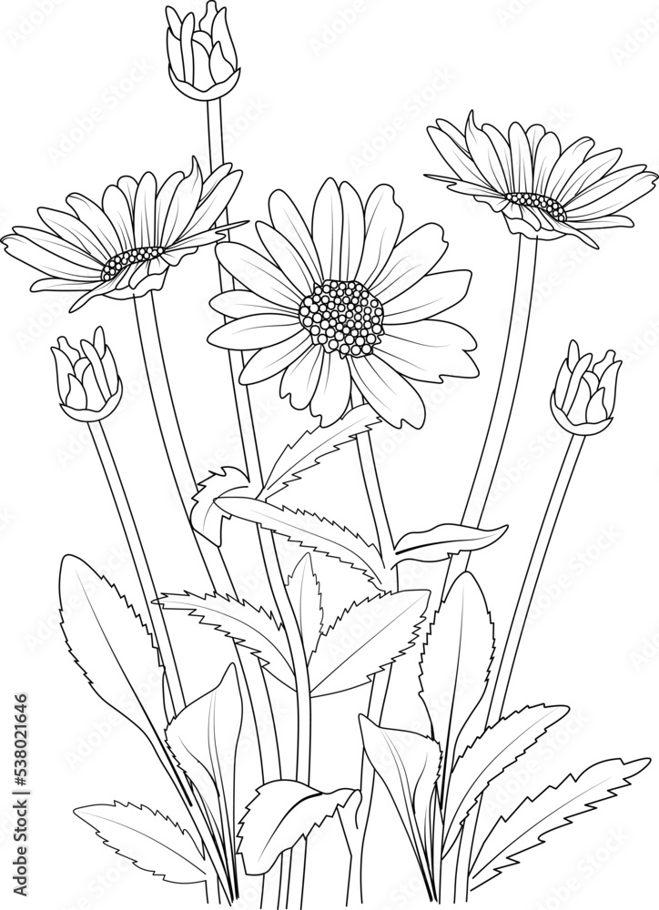 Flowers branch of daisy flower hand drawing vector illustration vintage design elements bouquet floral natural collection pencil art isolated on white background coloring page and book for adult