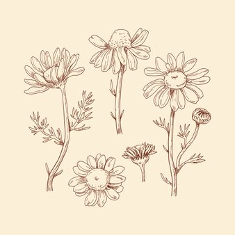 Page daisy coloring design images