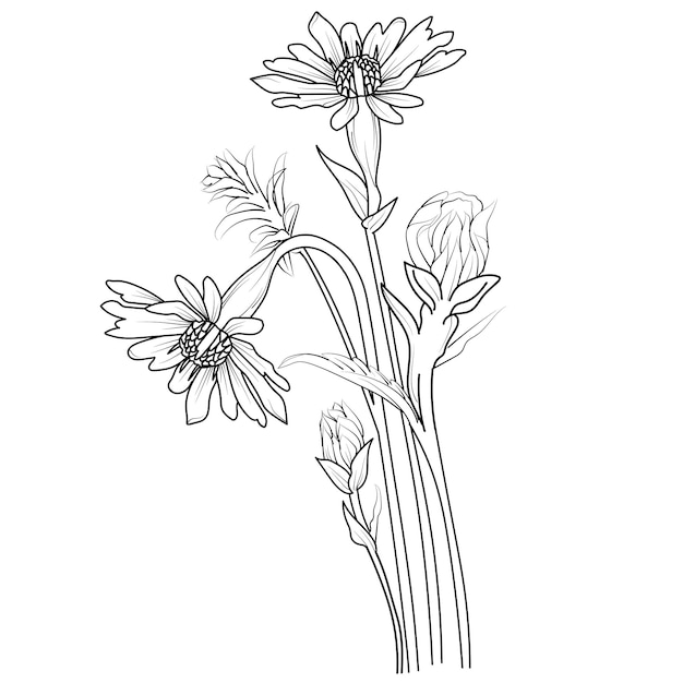 Premium vector isolated aster flower coloring pages for adults vintage aster botanical illustration aster vector