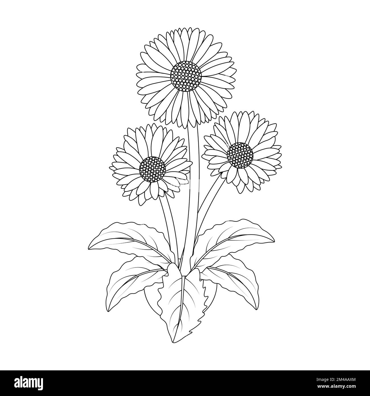Daisy flower drawing hi