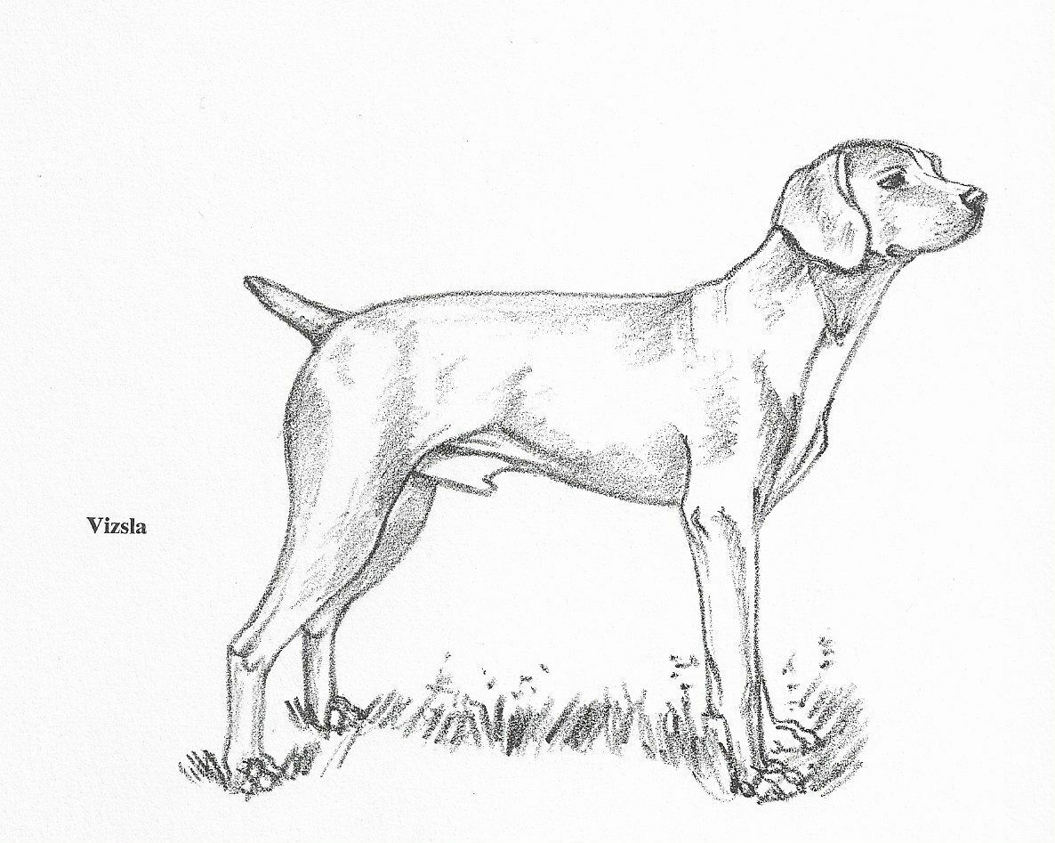 Vizsla