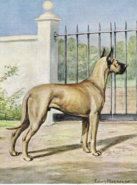Fawn great dane