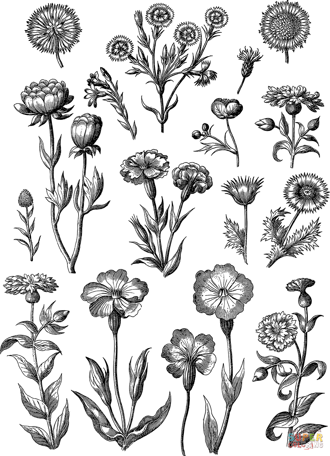 Vintage floral line art coloring page free printable coloring pages