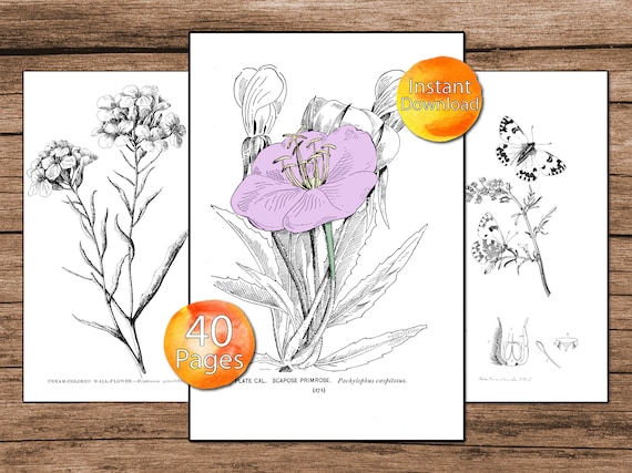 Vintage botanical coloring book floral coloring pages plant illustrations adult coloring book flower and plants downloadable