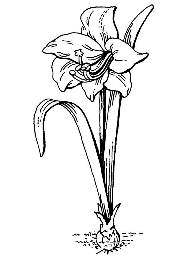 Free printable flower coloring pages for kids