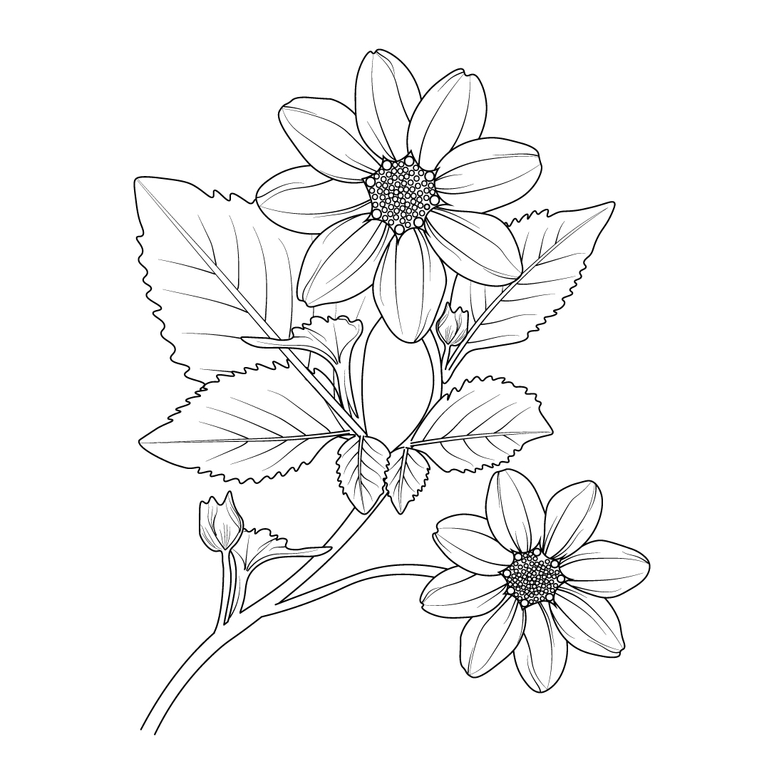 Vintage dahlia flower illustration branch of the stick blossom dahlia vector art dahlia flower line art