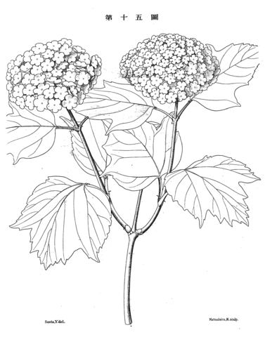 Vintage botanical illustration coloring page free printable coloring pages