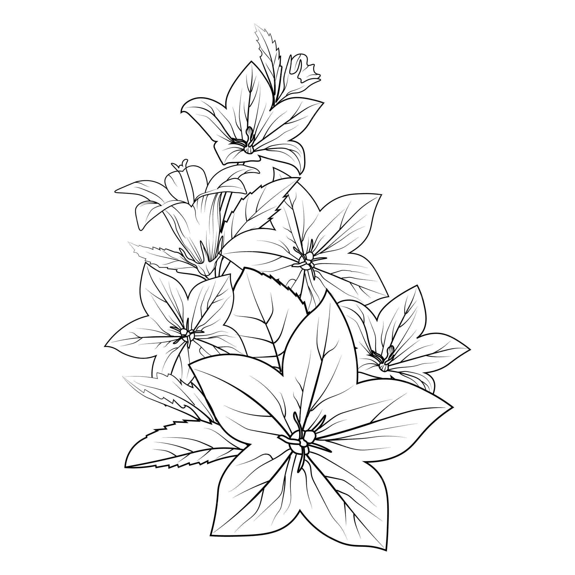 Premium vector bellflower line art floral vector illustration vintage engraved style flowers with coloring pages