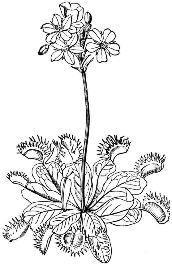 Free venus flytrap coloring pages printable pdf