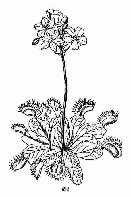 Meat eating plants drawing