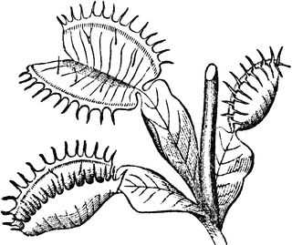 Dionaea clipart etc venus fly trap engraving illustration venus flytrap tattoo