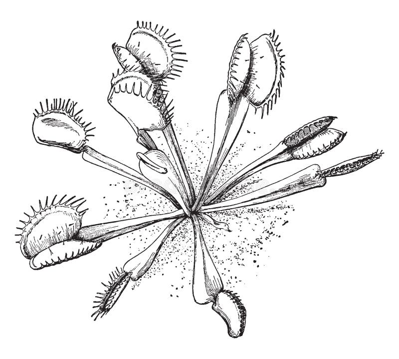 Venus flytrap stock illustrations â venus flytrap stock illustrations vectors clipart