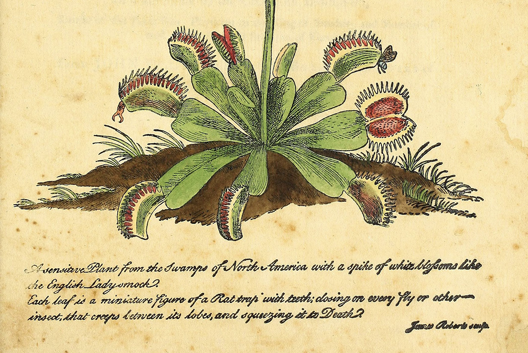 Plant of the month venus flytrap