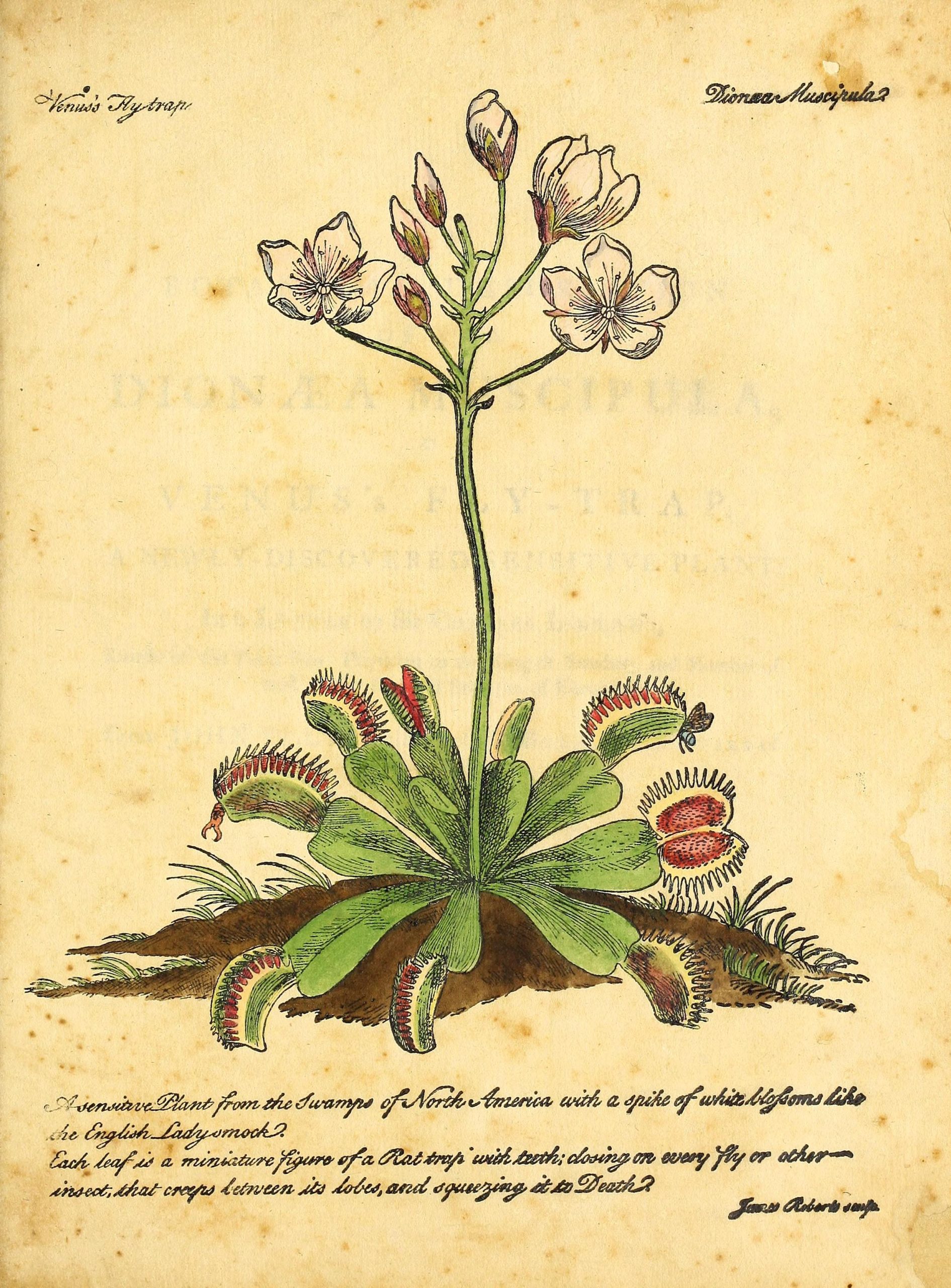 Flytraps sundews and pitchers discovering the carnivorous plants of bhl â biodiversity heritage library