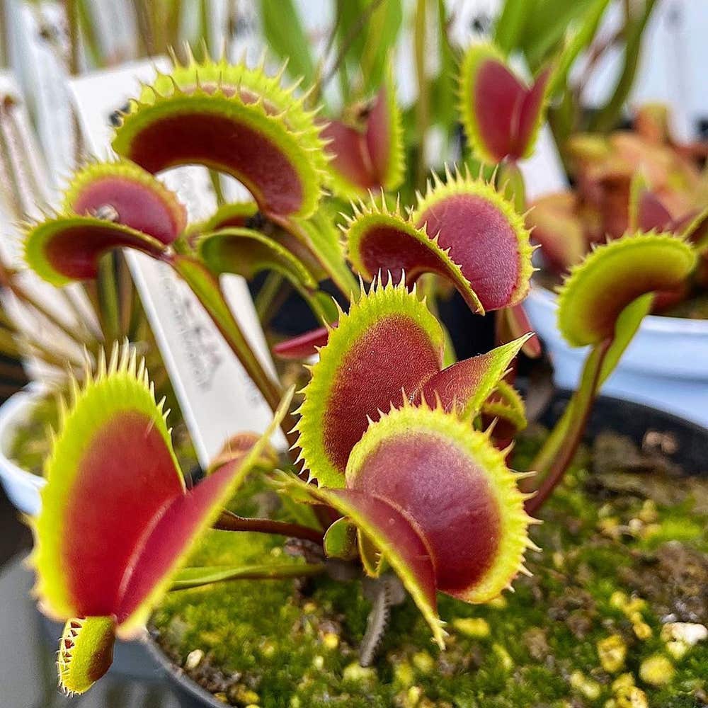 Venus fly trap care water light growing tips