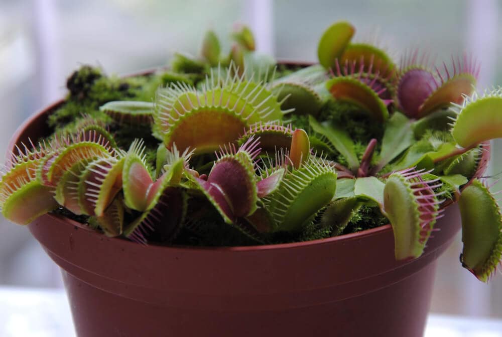 Venus fly trap care