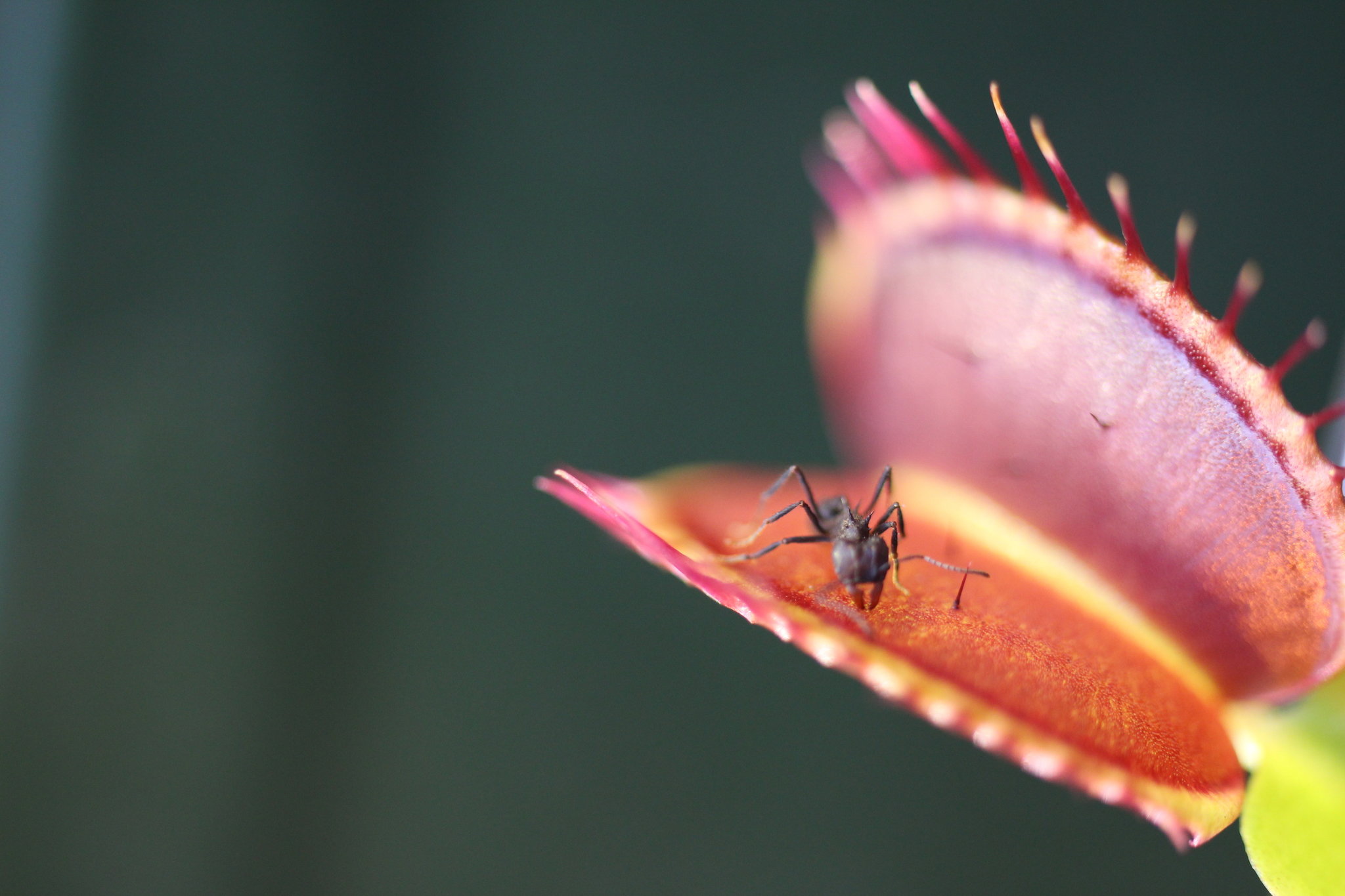 The venus flytrap a plant that can count