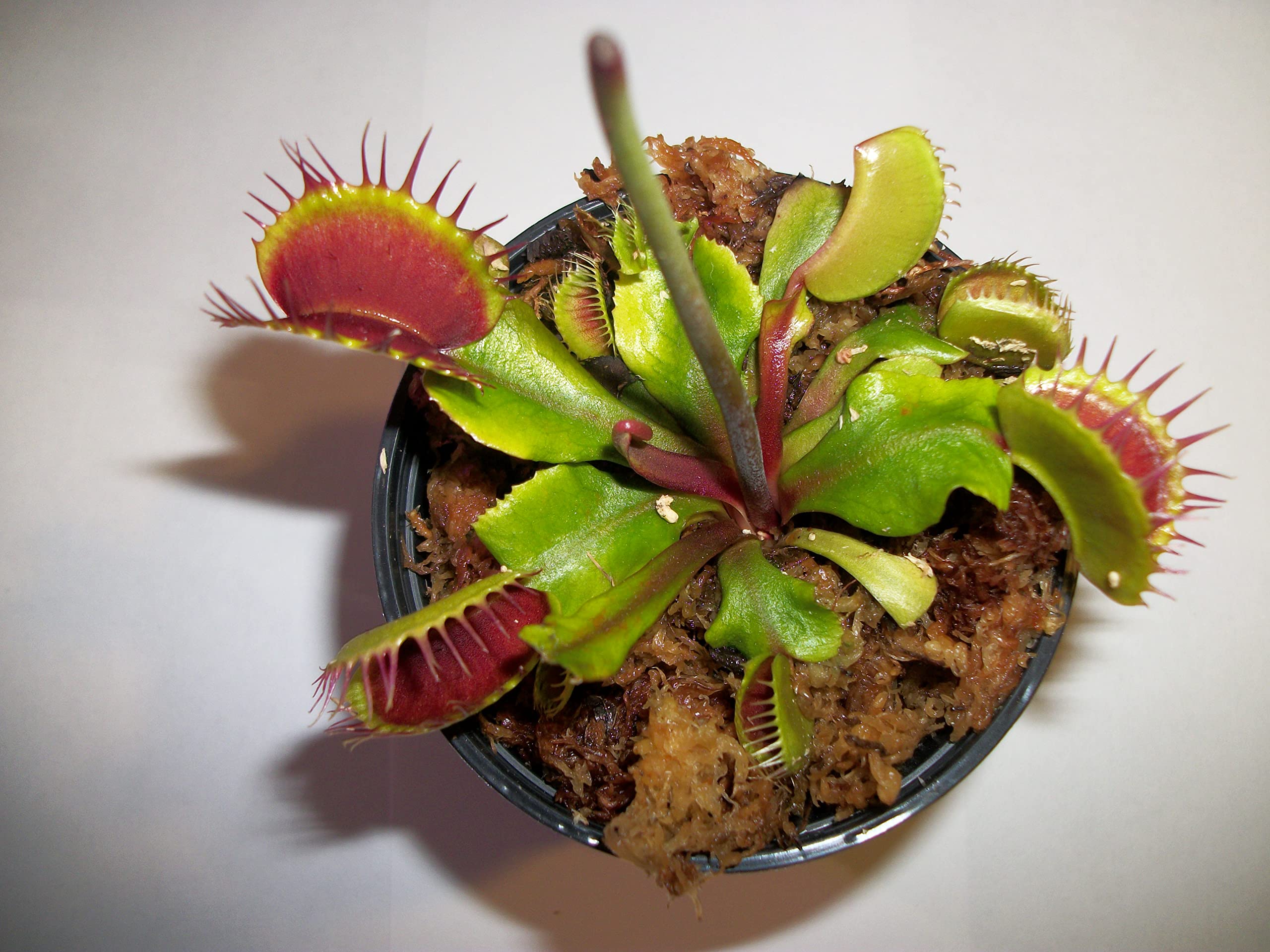 Adult sized venus flytrap