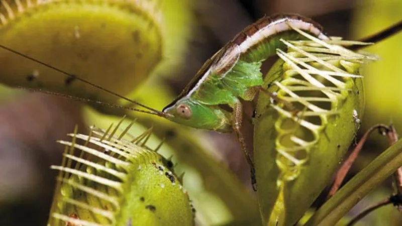 The venus flytraps lethal allure science smithsonian magazine