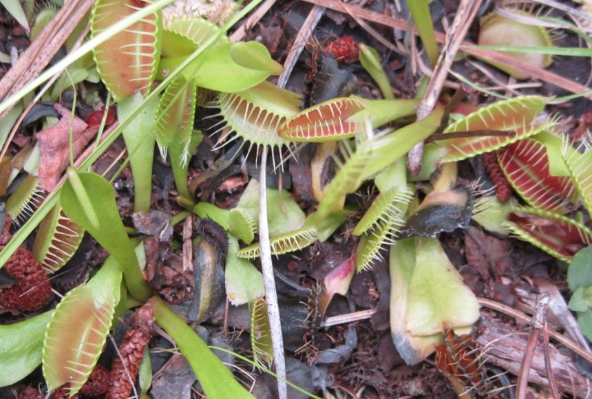 Plant predators