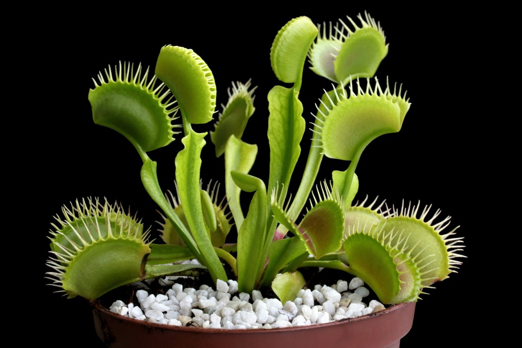 Why venus flytraps are so popular and misunderstood â orange county register
