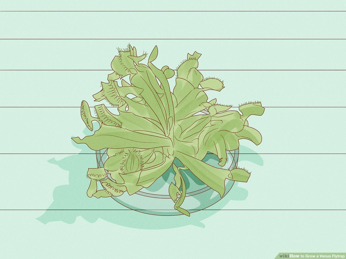 How to grow a venus flytrap with pictures