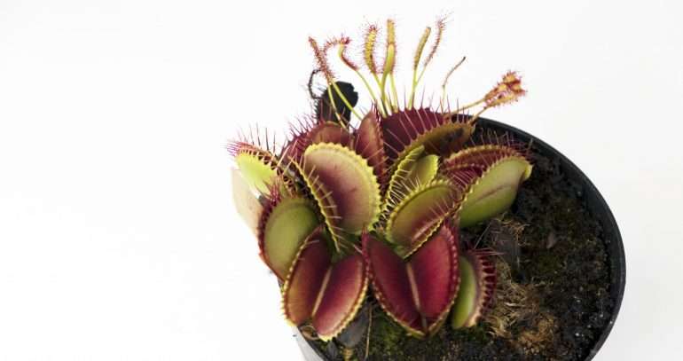 How to care for your growing venus flytrap