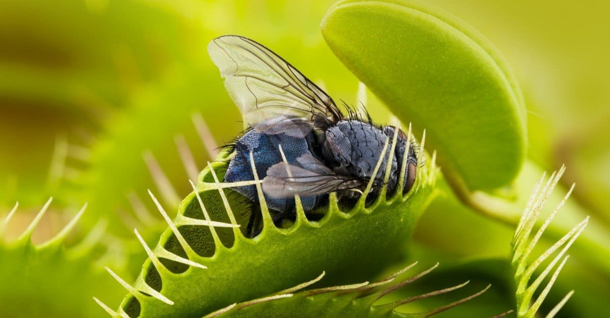 Venus flytrap animal facts dionaea muscipula