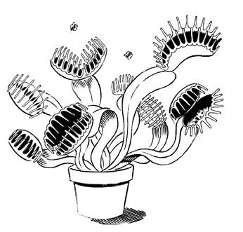 Venus flytrap illustration venus fly trap ink illustrations spooky tattoos