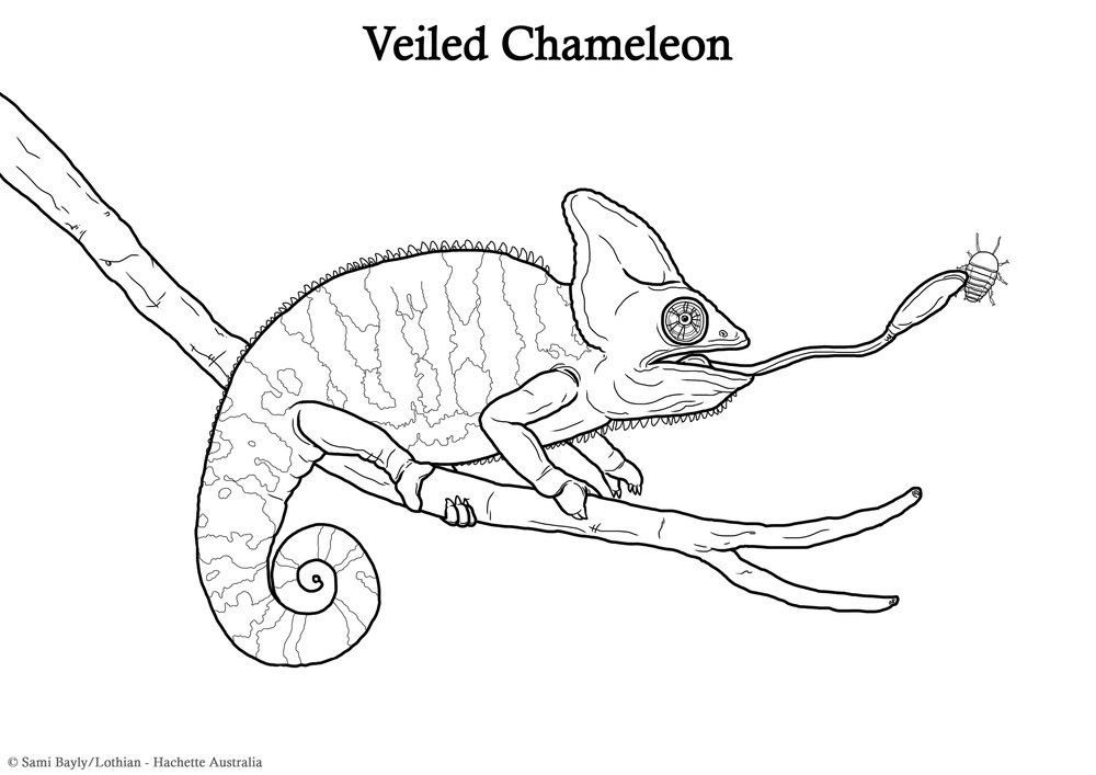 Colouring in pages â sami bayly