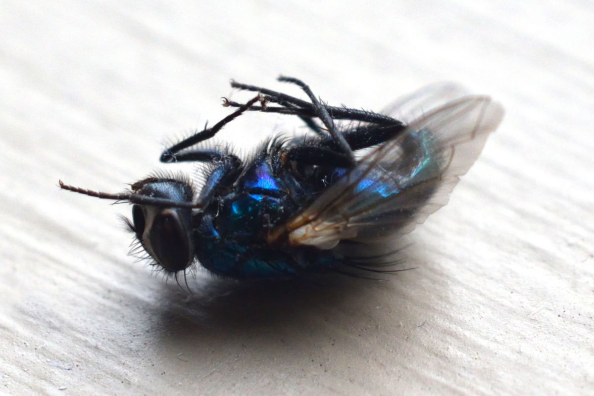 Genius foolproof fly traps to make at home