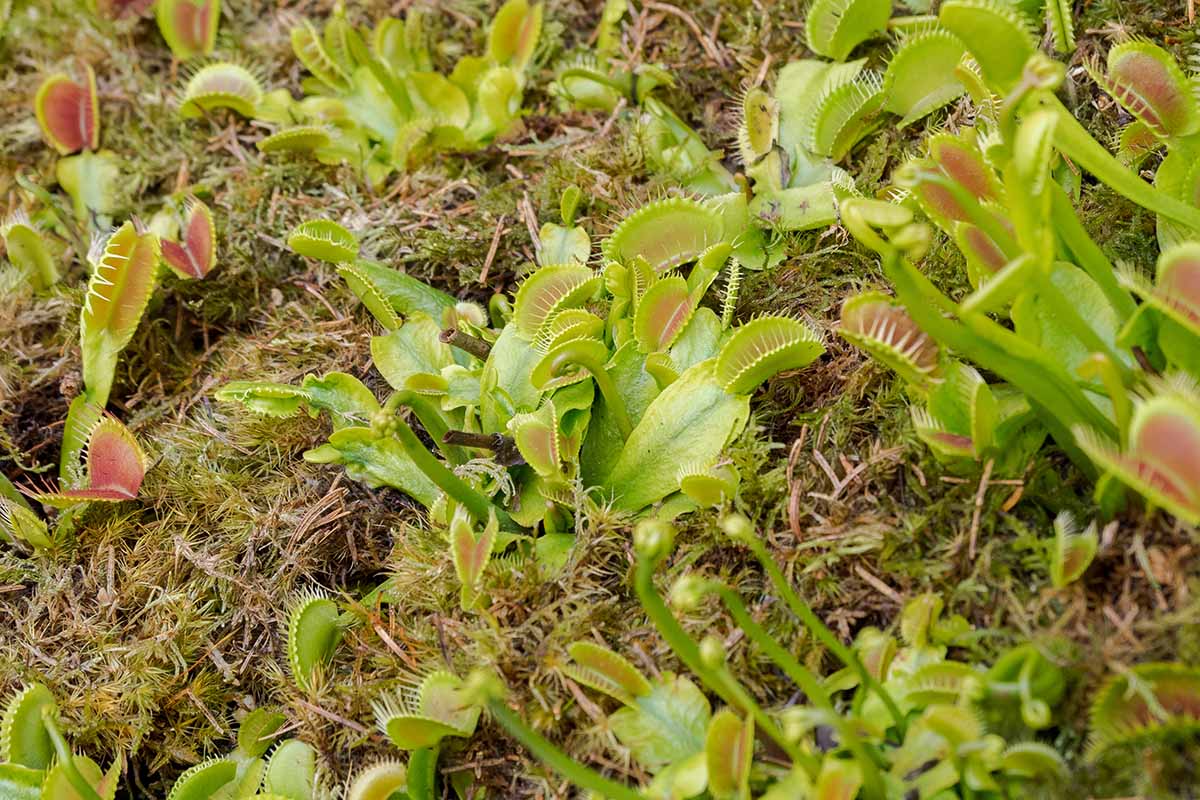 How to grow and care for venus flytrap houseplants