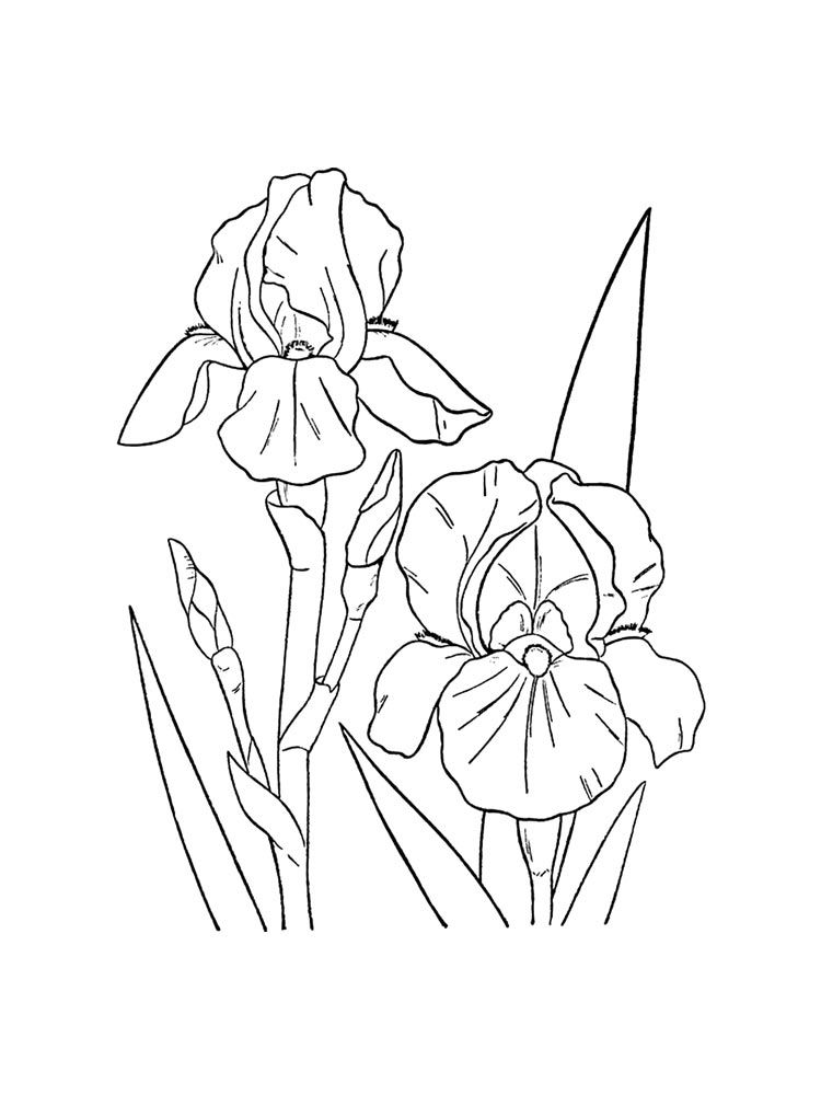 Iris flower coloring pages download and print iris flower coloring pages coloring pages flower coloring pages quilled paper art