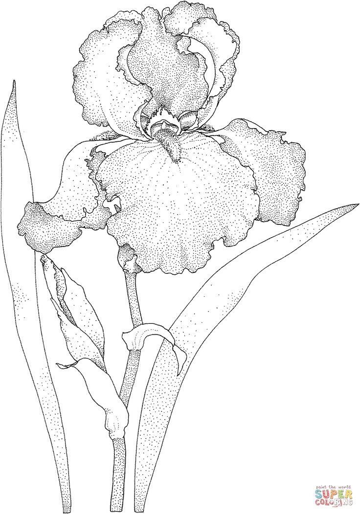 Iris blossom coloring page from iris category select from printable crafts of cartoons nature animâ flower art drawing flower art painting iris drawing