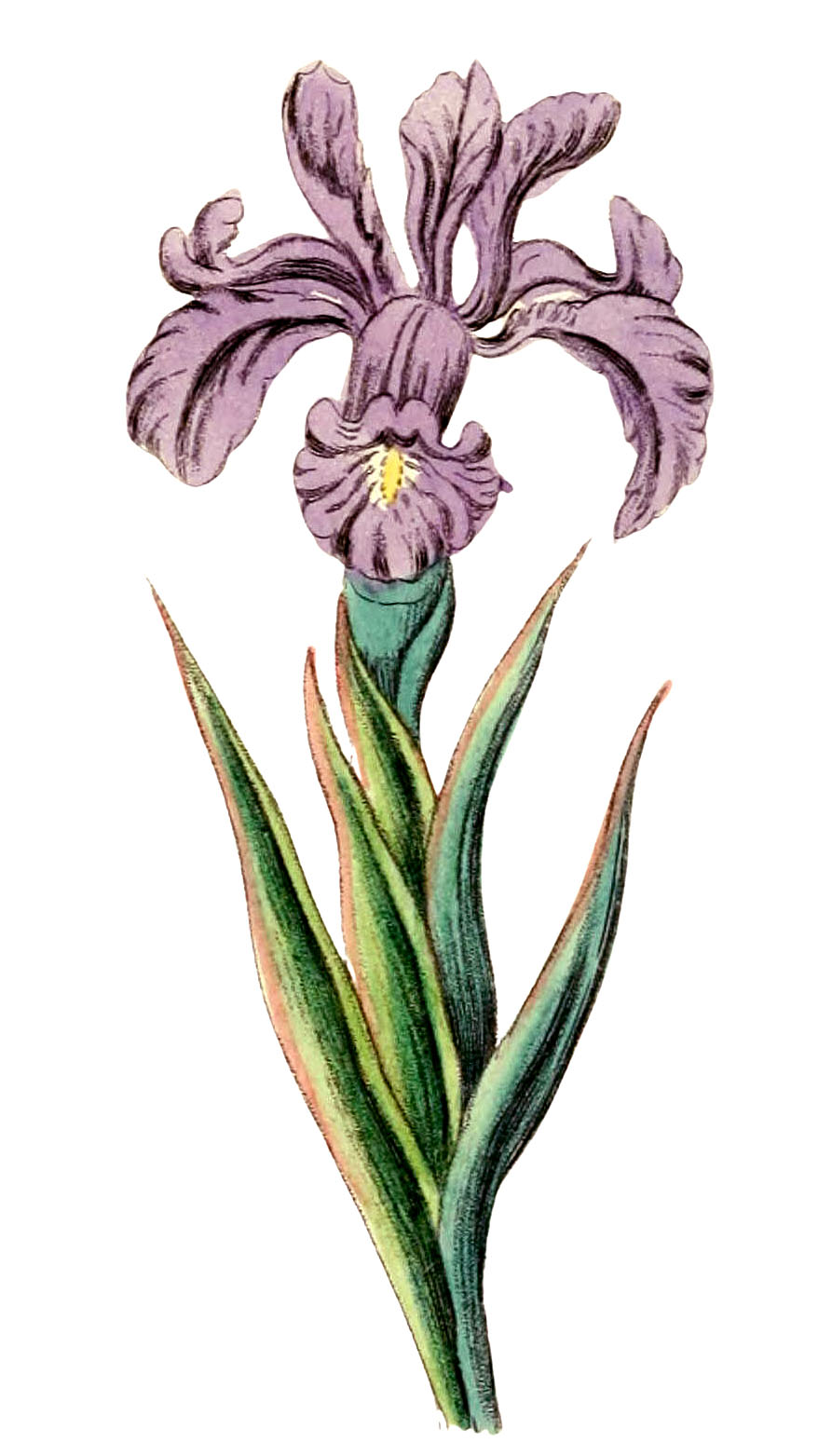 Iris images