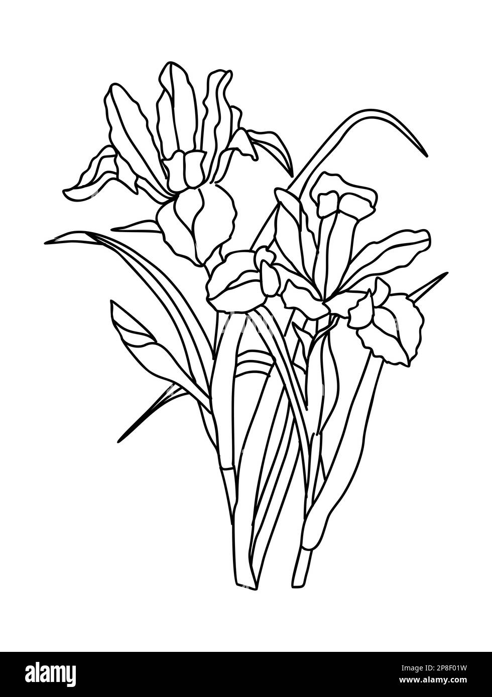 Iris flower drawing black and white stock photos images