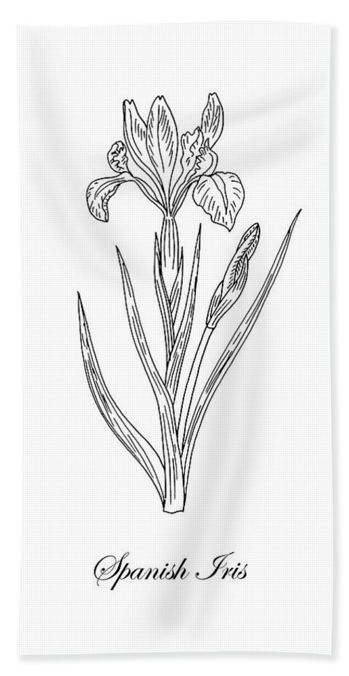 Spanish iris botanical drawing black and white beach towel by irina sztukowski