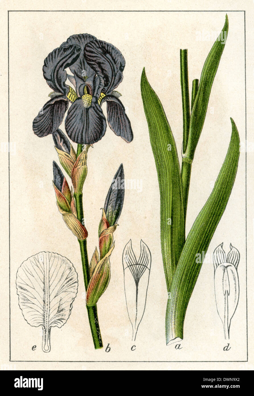 Botanical illustration vintage iris hi